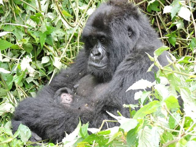 RDC : nouvelle naissance d’un gorille de montagne au parc des Virunga