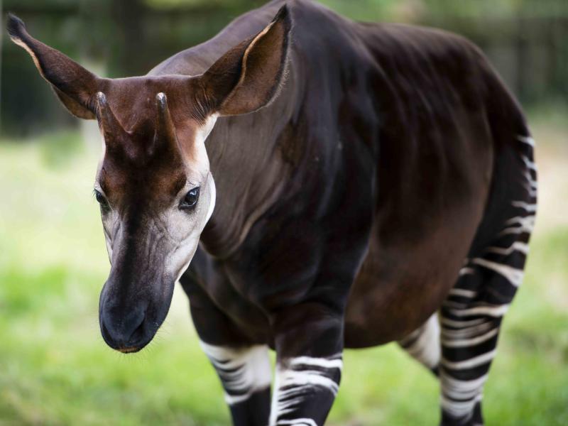 Haut-Uele : Arrestation des présumés auteurs de la mort d’un Okapi à Wamba