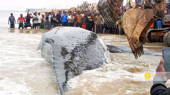 Moanda : l’ICCN interdit la consommation de la viande de la baleine échouée