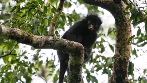 RDC : Découverte d’une nouvelle espèce de singe dans le parc national de la Lomami